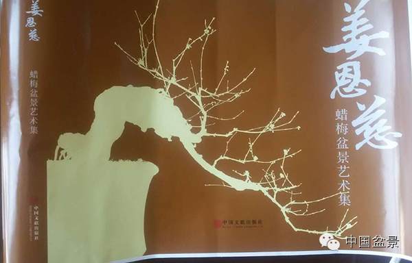 蜡梅花发净心灵-姜恩慈的蜡梅盆景艺术