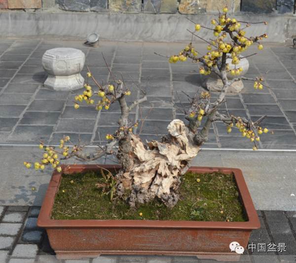 蜡梅花发净心灵-姜恩慈的蜡梅盆景艺术