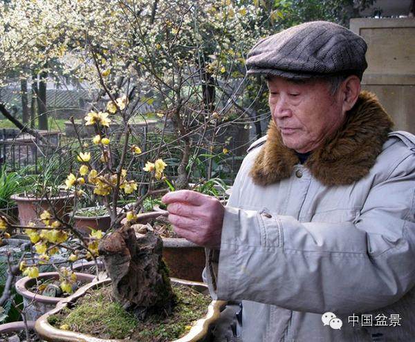 蜡梅花发净心灵-姜恩慈的蜡梅盆景艺术