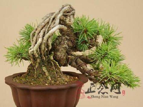 大小五针松盆景销售冰火两重天 图片