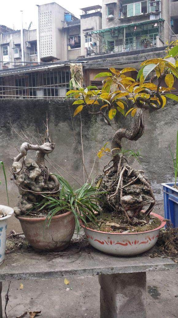 黄桷树盆景