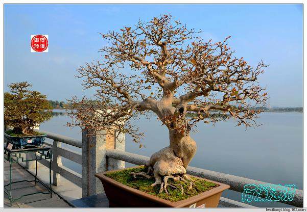 悬崖式树桩盆景的特点