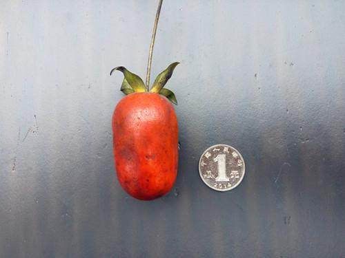 图解 金弹子盆景怎么生根嫁接的方法