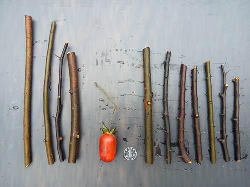 图解 金弹子盆景怎么生根嫁接的方法