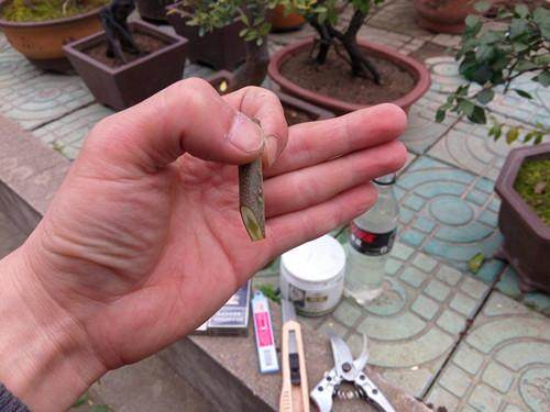 图解 金弹子盆景怎么生根嫁接的方法