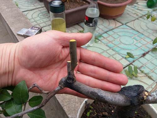 图解 金弹子盆景怎么生根嫁接的方法