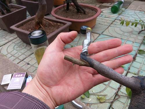 图解 金弹子盆景怎么生根嫁接的方法