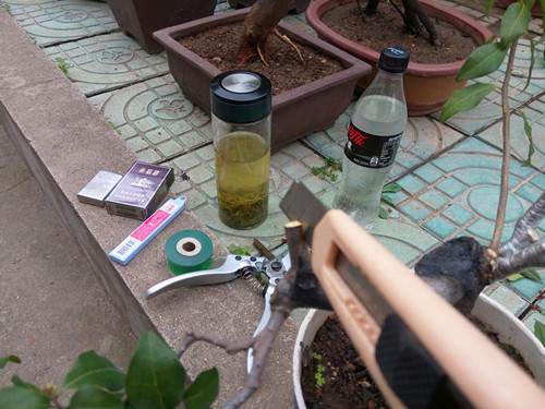 图解 金弹子盆景怎么生根嫁接的方法