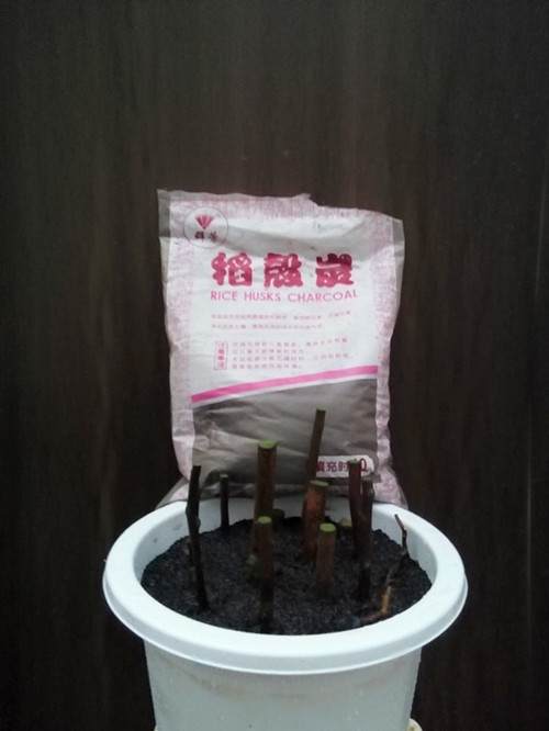 图解 金弹子盆景怎么生根嫁接的方法