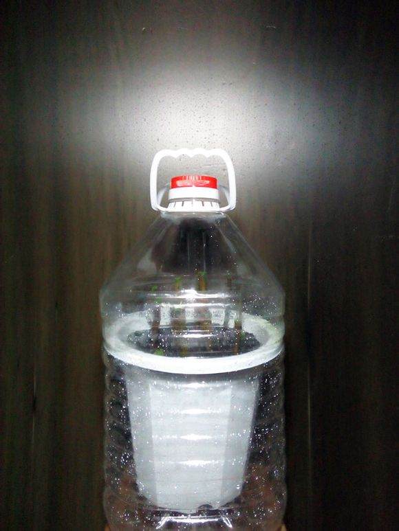 图解 金弹子盆景怎么生根嫁接的方法