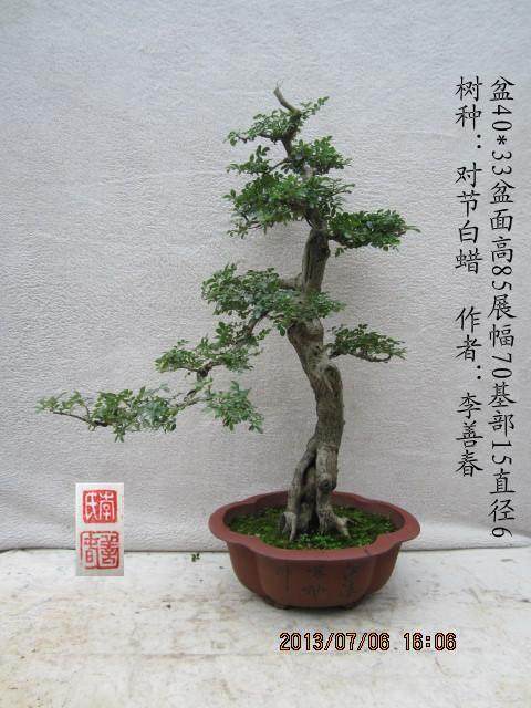 中国杂木盆景研讨会