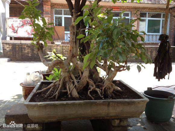 夏天购买的榕树盆景 原本发芽 现在都快死了