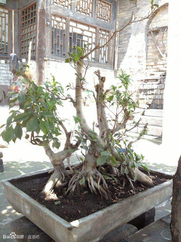 夏天购买的榕树盆景 原本发芽 现在都快死了