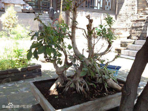 夏天购买的榕树盆景 原本发芽 现在都快死了