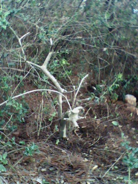 2014年 养下山桩日志帖