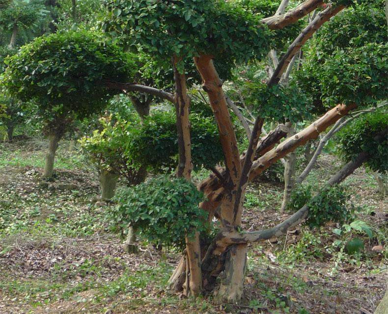 现在刚栽的赤楠下山桩容易成活吗