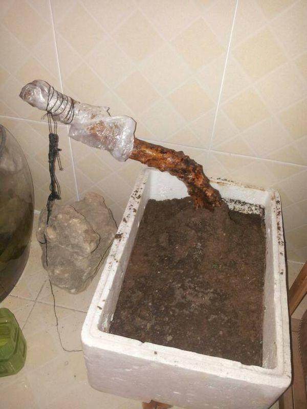 【看图】现在杜鹃下山桩还能成活吗？