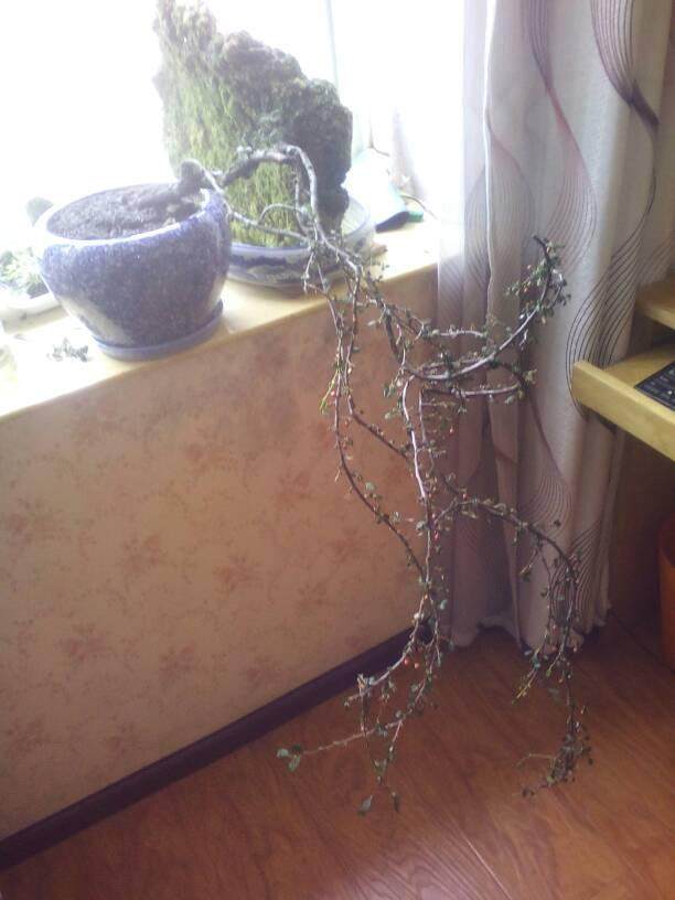 火棘下山桩种植要摘去叶子吗