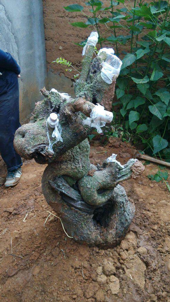 清香木下山桩要把叶子全部剪去吗