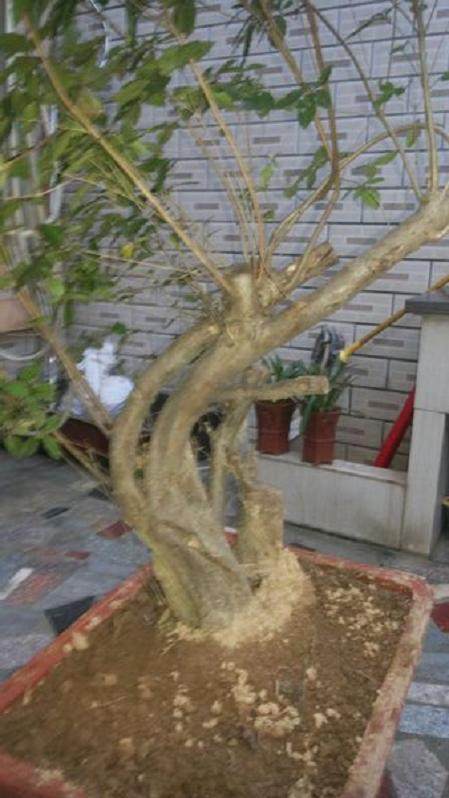 映山红下山桩出现叶子上都是白斑点