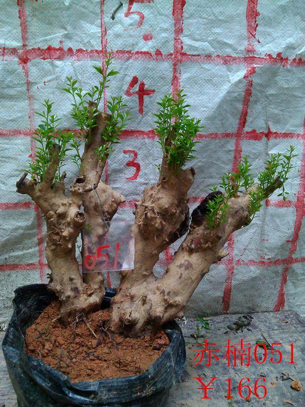 赤楠下山桩种下什么时候?