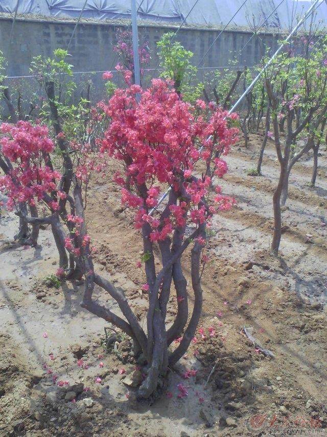 映山红下山桩为什么上部不发芽