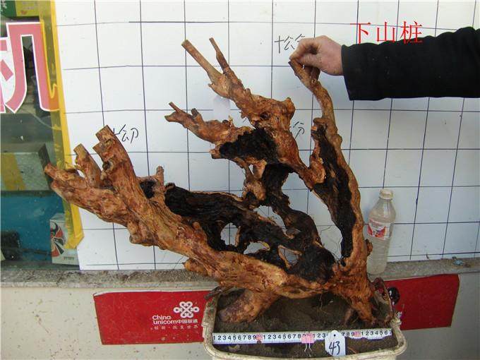 赤楠下山桩冬季栽的,请问多长时间可发芽?