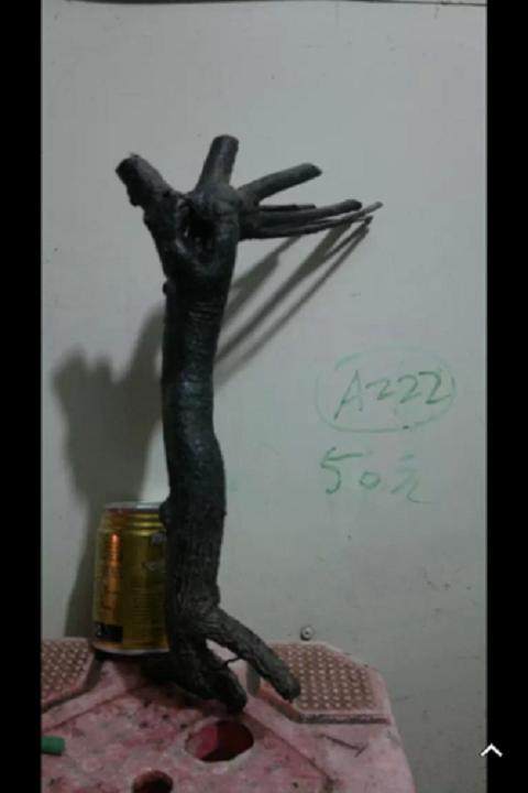 黑骨香下山桩，怎么养桩？