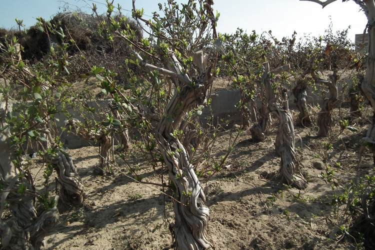 油茶树下山桩什么时间挖最好成活吗
