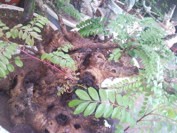 图解 清香木下山桩成活发芽的过程