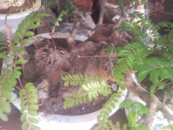 图解 清香木下山桩成活发芽的过程