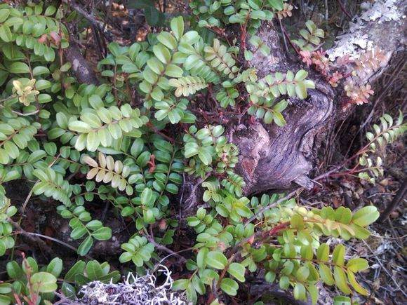一个清香木下山桩 下山到成活的过程
