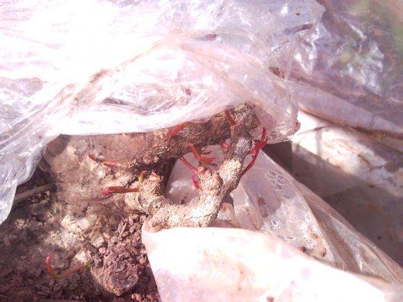 一个清香木下山桩 下山到成活的过程