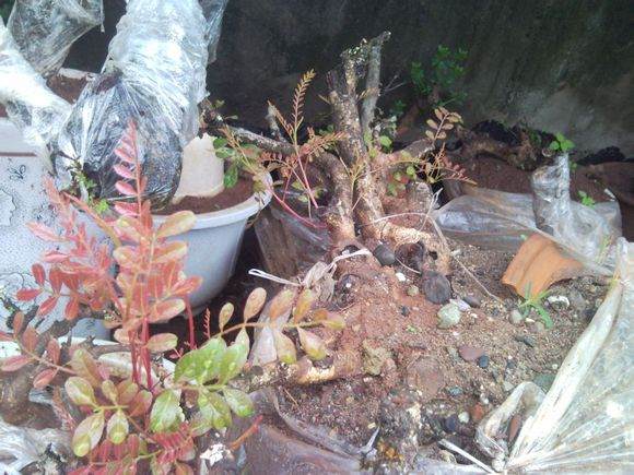 图解 清香木下山桩成活发芽的过程