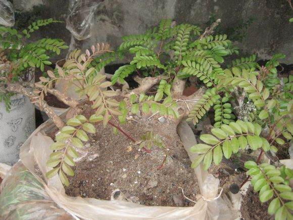 图解 清香木下山桩成活发芽的过程