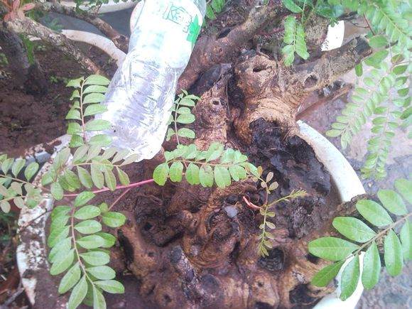 图解 清香木下山桩成活发芽的过程