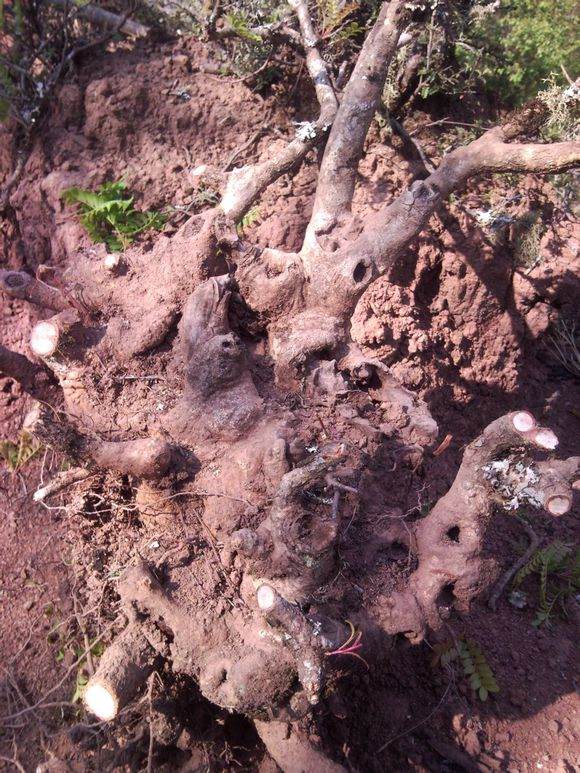 一个清香木下山桩 下山到成活的过程