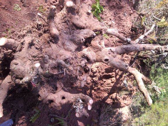 一个清香木下山桩 下山到成活的过程