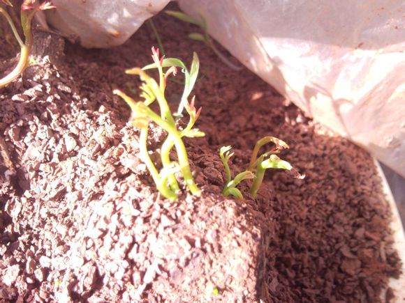 一个清香木下山桩 下山到成活的过程