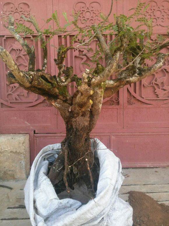 清香木下山桩已栽下,请教怎样提高成活率?