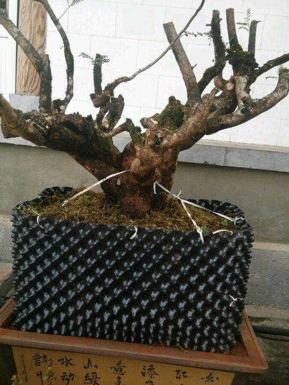 清香木下山桩已栽下,请教怎样提高成活率?