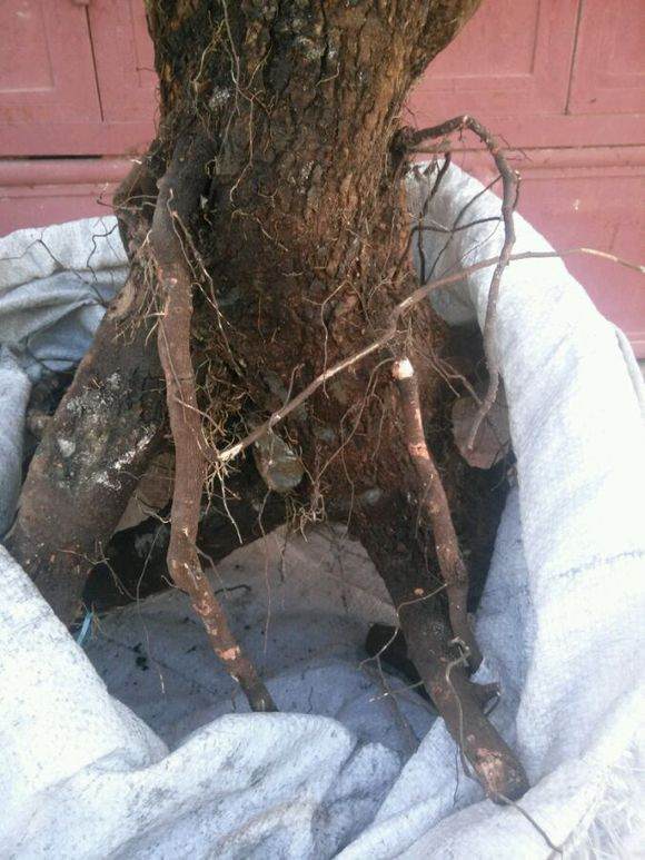 清香木下山桩已栽下,请教怎样提高成活率?