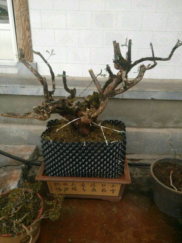 清香木下山桩已栽下,请教怎样提高成活率?