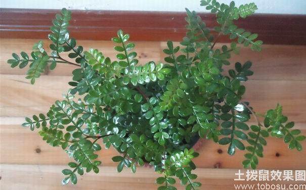 清香木的养殖注意事项 清香木的养殖注意事项