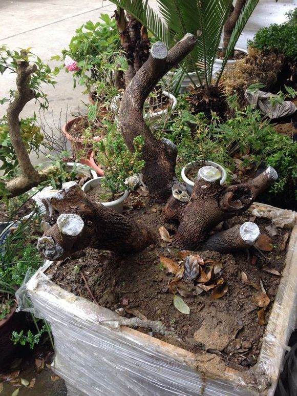 清香木下山桩去年种的 现在还没发芽