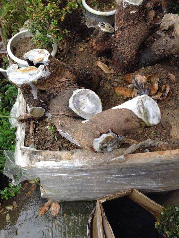 清香木下山桩去年种的 现在还没发芽