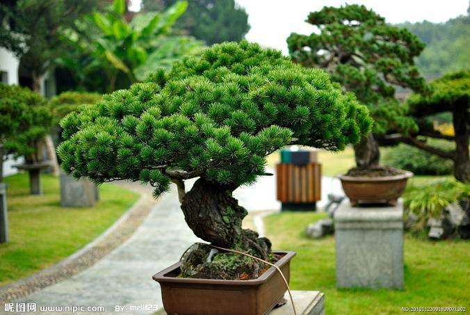 南昌盆景充满诗意