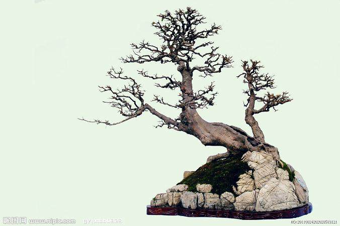 南昌城区首个盆景园国庆期间开放