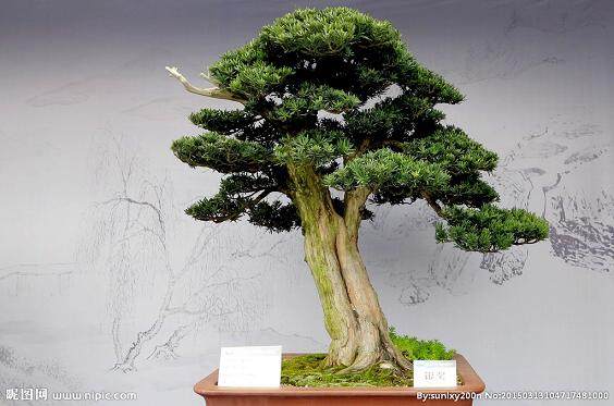 候鸟乐园盆景之国-南昌天香园