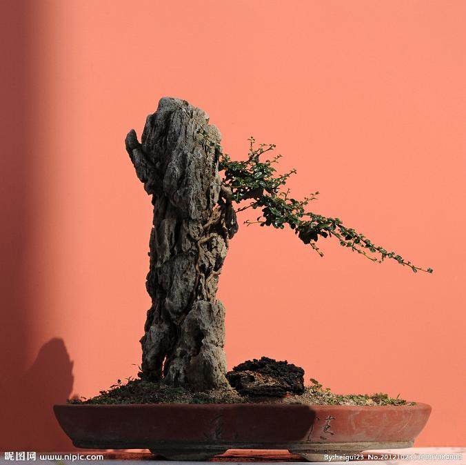 室内植物盆景成为南昌市民争相购买的抢手货